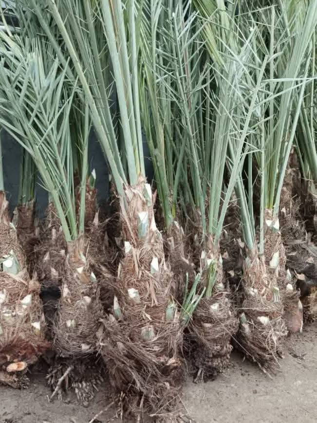 ***********//***********
متوفر فسائل بريم احمر سعره الوحده ٤٥ الف و بريم اصفر سعر الوحده ٣٥ الف ومتوفر بلكه سعر الوحده ٥٠الف  مكاني كربلاء يوجد توصيل لجميع المحافظات
