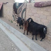 معز • ماعز • معز للبيع • ماعز للبيع • حيوانات • مواشي • حلال • معزاية ...