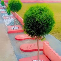 فلاح حدائق • قص ثيل • تقليم أشجار