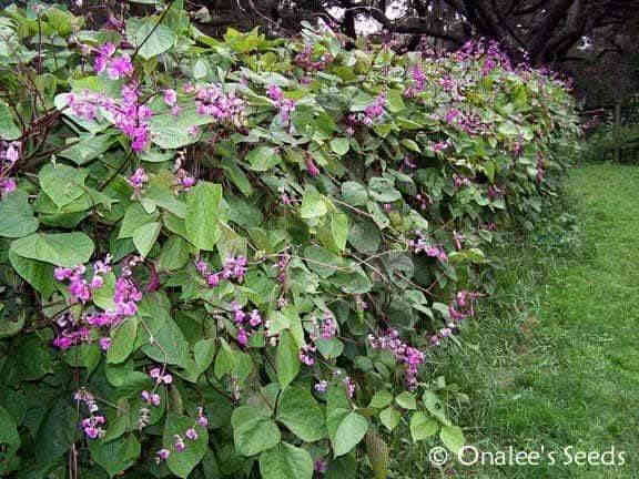 متاح لدينا بدورها بذور نبات ورد متسلق فاصوليا الهايسنت
لطلب والحجز واتساب *********** السماوه أو مراسلة الصفحه يوجد خدمة توصيل طلبات داخل السماوه ولكافة المحافظات لباب البيت أنواع البذور الاستوائية النادره
