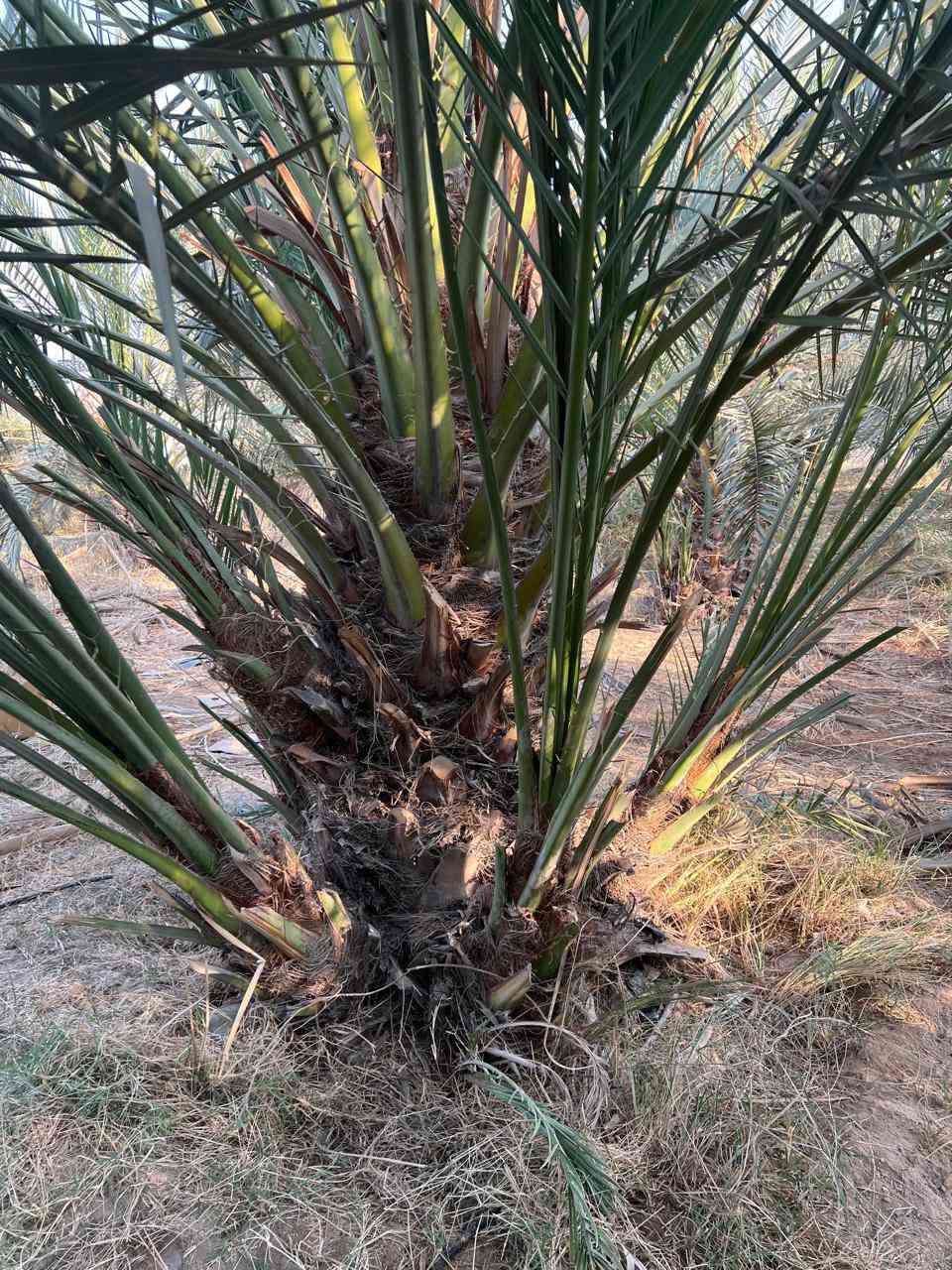 بسم الله الرحمن الرحيم
تتوفر لدينا نخيل امهات وكعيديات برحي للبيع تحت كل نخلة من ٢ الى ٤ فسائل
للاستفسار الاتصال على الرقم ‏‪0783 499 4275‬‏ البصرة- السيبة
