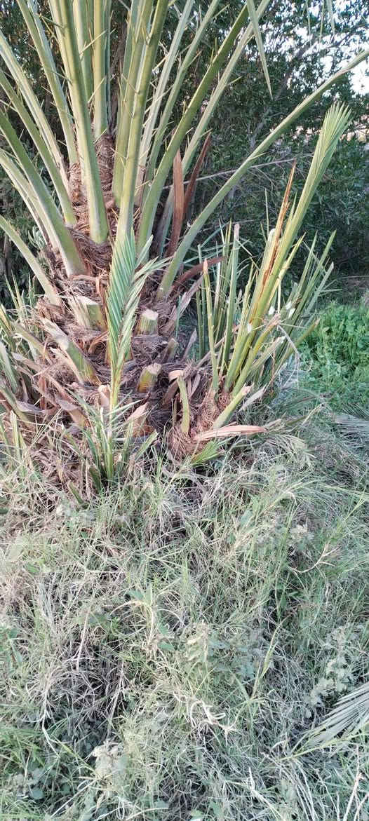 السلام عليكم 
متوفر فسائل خضراوي مندلي وخضراوي بصره وتبرزل للبيع للاستفسار الاتصال على الرقم ***********.
