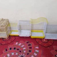 قفاصات • نظيفات • بغداد الحريه