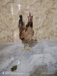 دجاجه بندراويه للبيع الاستفسار  07731444955