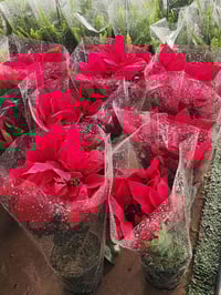 مشتل محمدکلار • زهور • بتونيا