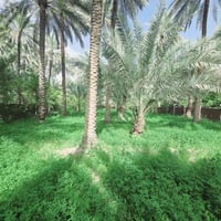 ١٢٥٠م • بستان مخدوم • طابو زراعي