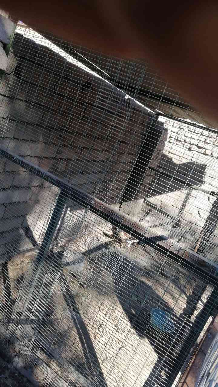 محميه حديد وبيراسي كله من هاذ الزين قياسات طول 3 متر.. العرض مترين اله ربع.... ارتفاع متر و90

السعر 200 وبيه مجال بسيط الشراي

ماتنشال ثكيله تتفصخ قطع وتنشال

المكان القرنه المحكمه  جسر المشاة ***********
