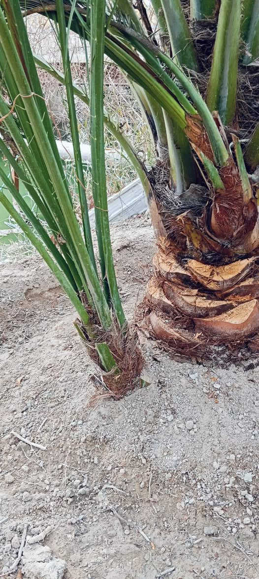 سلام عليكم يتوفر افراخ برحي حر تجي تختار بكيفك قلع بحضور لمشتري مكان ابو لخصيب  *********** ,,,***********
