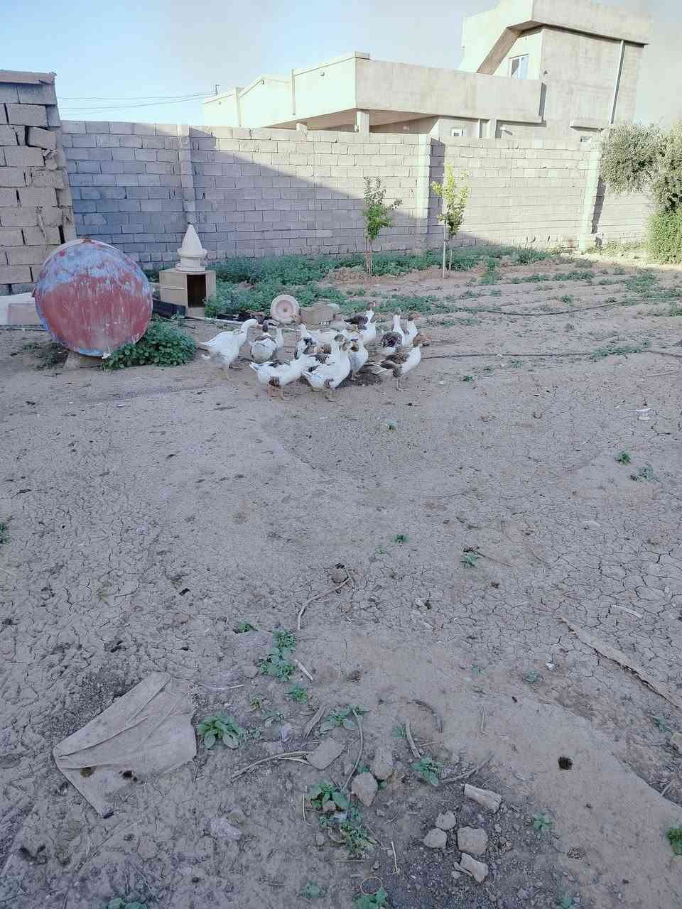 قازات للبيع العدد 16وحده 13حايلات 3مالات السنه نوعيه يكرك نوبتين بلسنه هسه وحده كاركه وحده وراها 8فروخ الباقيات يريدن يبيضن الزوج 50الف قفل قفل الياخذهن شلع الكاركه هيه وبيضها احسبها نفس السعر الوراها افروخ هم احسبها نفس السعر ***********
