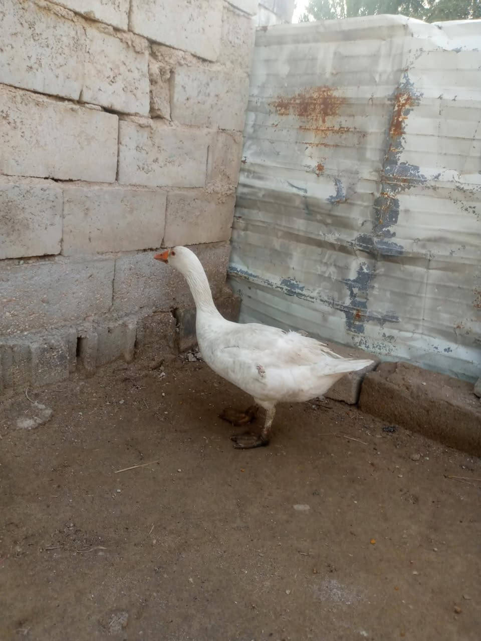 فحل بط البيع ٢٥ مكان مشخاب


**إذا كنت صاحب هذا الإعلان وتريد حذفه لأي سبب، رجاءا أرسل رسالة إلى الدعم الفني**