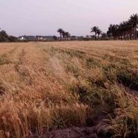 /بغداد اليوسفيه  للبيع 10 دوانم طابو زراعي سند 25  خدمات كامله على شار...