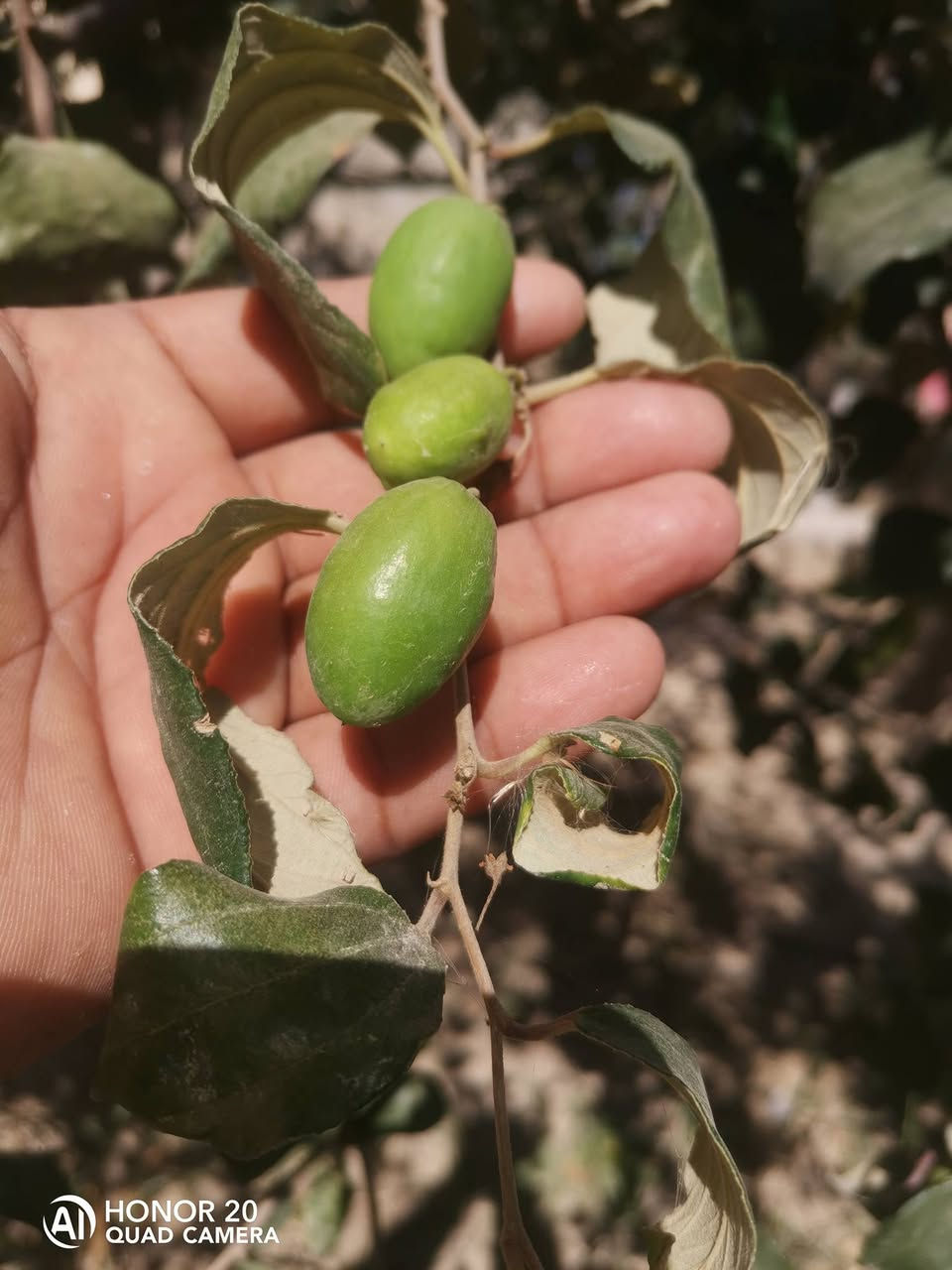 السلام عليكم ورحمة الله وبركاته مستعدون لتركيب النبك او السدر
***********
***********
