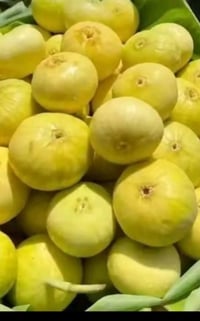 07805658876 تين تركي سعر ١٥٠٠