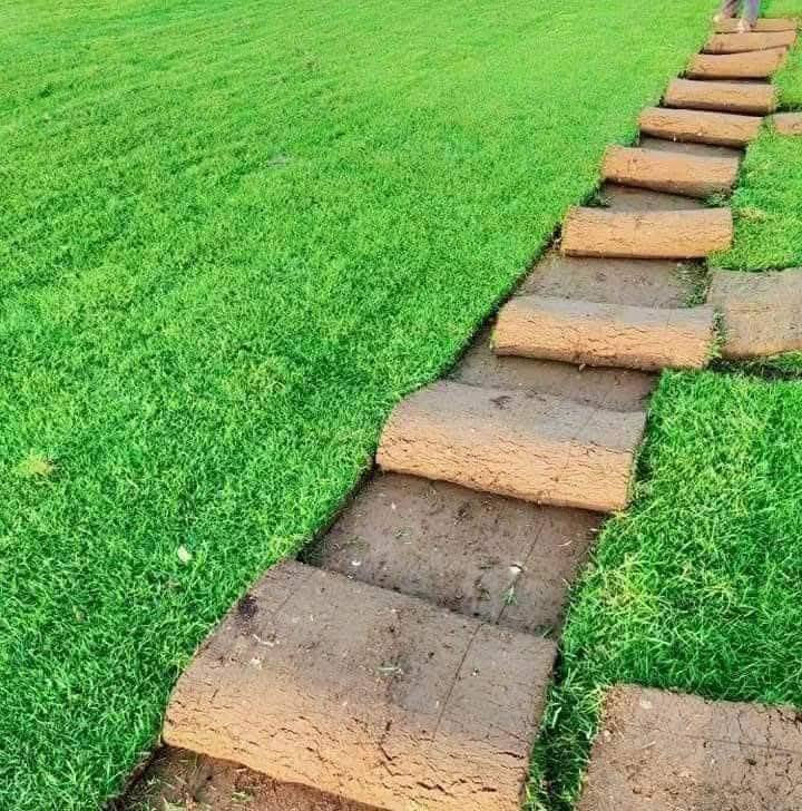 متوفر ثيل هندي ***********
