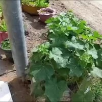 ويا أعادة تدوير  يطلع حلو التزهير  مع اقتراب موسم الزراعة  يتوفر لدينا...