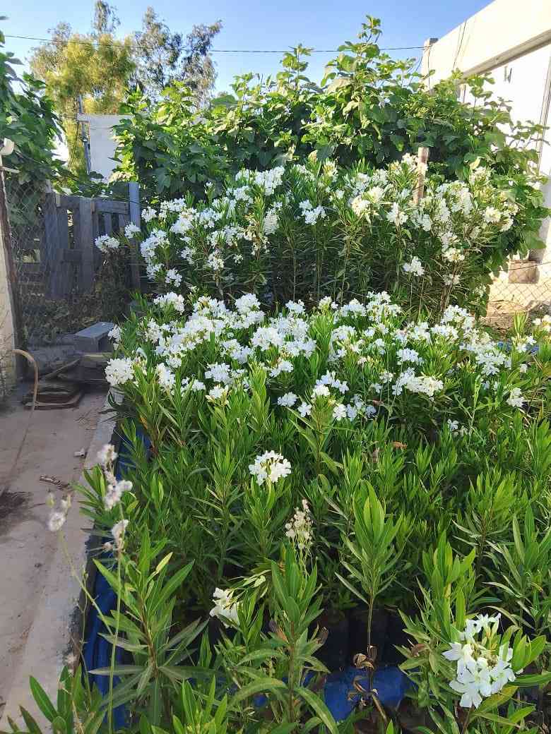 فرؤشتني داري ئه كاسيا دار سيسه م دار رولك چه ند چوريكي تر به جومله ***********
