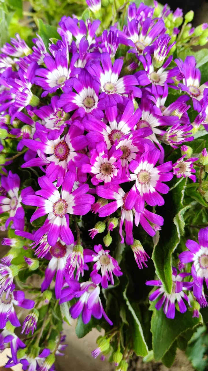 وصلتنا اليوم وجبه جديده من النباتات الخارجيه والنباتات الظليه
مشتل زهور واسط 🌸
📍 العنوان: الكوت - فلكة الحاوي - شارع مجمع دمشق الطبي.
🚚 خدمة التوصيل: متوفرة داخل مدينة الكوت فقط.
نستقبلكم بكل حب لتزيين منازلكم بأجمل أنواع الزهور والنباتات.

يفتح المشتل طيله ايام الاسبوع من الساعه 8:00 صباحا والى الساعه 7:00 ليلآ
*********** لطلب والاستفسار واتساب  او مراسله الصفحه الشخصيه بلال الواسطي🌹😊
