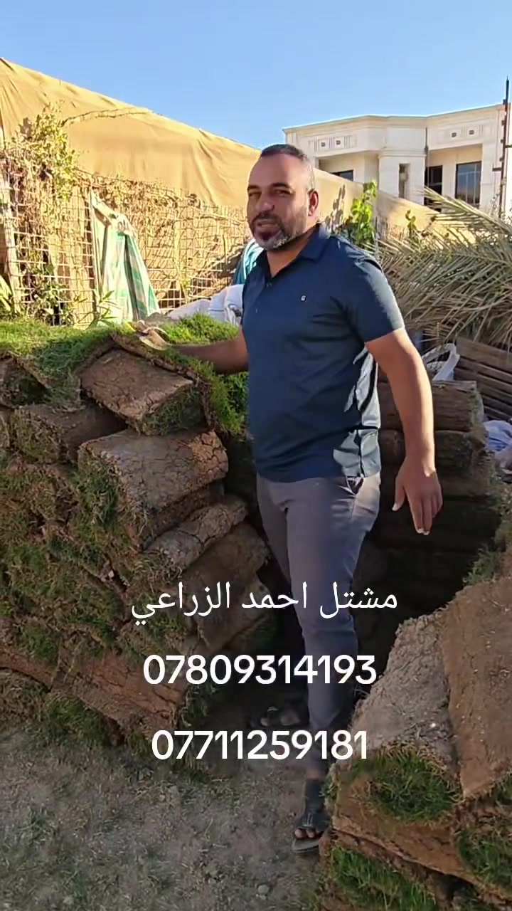 الان تم وصول وجبه جديده من الثيل الإسباني والثيل الهندي
شرط كل قطعتين متر مربع وشرط الثيل درجه اولى النعومه فول واحد ع واحد
سعر القطعه الهندي فقط 1000 دينار
وسعر القطعه الإسباني 1500 دينار 
توصيل كميات فقط لجميع المحافظات 
مشتل احمد الزراعي 
الانبار حديثه بروانه الشارع الرئيسي 
احمد ***********
محمد ***********

