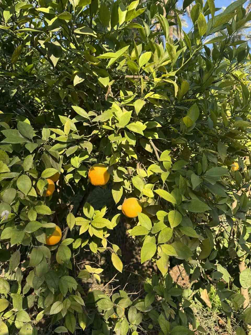 اخوان سبع دوانم للبيع طابو ملك صرف في منطقه الراشديه تبعد عن ناحيه الراشديه 5دقايق مي وكرباء بيهه الاستفسار عل هذة الرقم..***********
