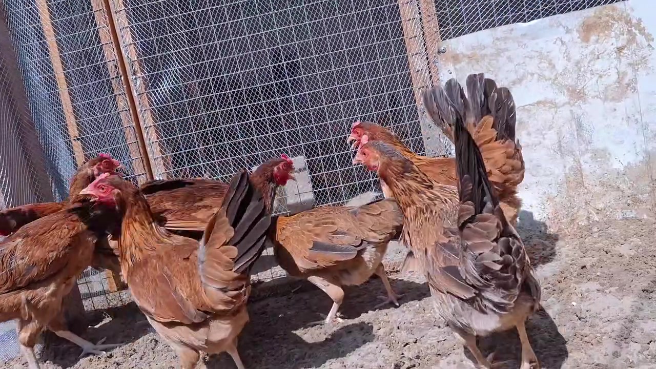 السلام عليكم متاح ٨ دجاجات كويتي سيافي   العمر ٨ اشهر دجاج بلحقيقه احلى وكله بياض مكاني كربلاء الحر ***********
