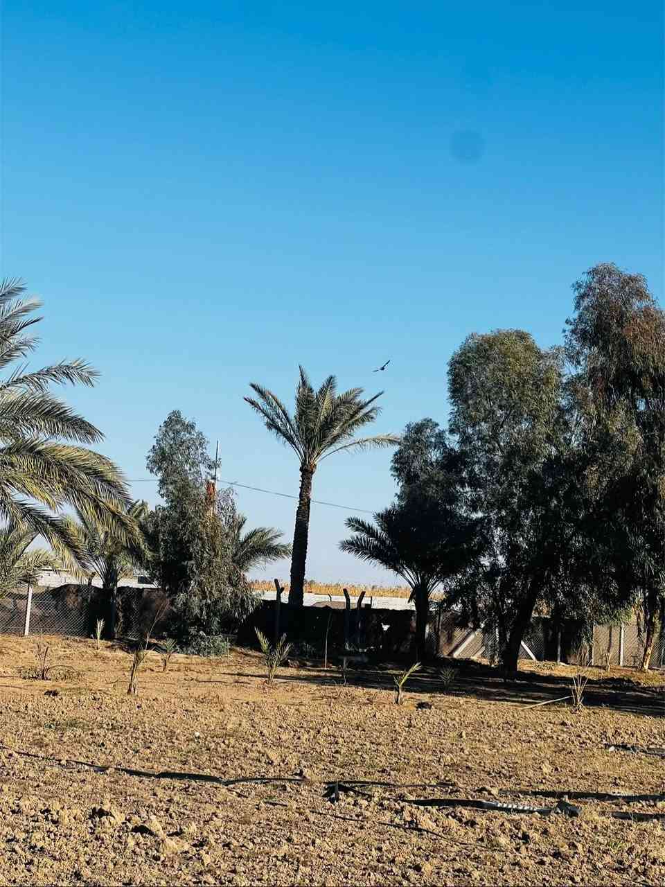 🟠 3 دونم طابو زراعي للبيع🟠  

📍موقع العقار : الرمادي زنكوره قريب من مفرق زنكوره وبالقرب مجمع الكرغوليه 

🟠 موقع مميز 

🟠الأرض طابو زراعي سند ٢٥

🟠 الدونم وجه على شارع 10 متر 

🟠ارض كلش حلوه
 
🟠الارض مسيجه بالكامل بي ارسي ونظام تقطير كامل + بئر ماء للارض ومزروعه بعض الاشجار المثمره

🟠 تتوفر فيها كافة الخدمات ماء كهرباء وماء سقي

🟠الارض ترهم مزرعه أو سكن

🟠 مساحة الارض (3 دونم ) 

🟠تحويل مباشر ( ثاني يوم يفتحلك بيان)

🟠 للمعرفة السعر فقط ارسال المعلومات على الواتساب او على الخاص او الاتصال على هواتف المكتب 

🔶 اذا عندك عقار تريد تعرضه للبيع او تريد تشتري عقار🔶
__________________________________
* متابعة الصفحه يصلك كل ما هو جديد *

 ✅للأستفسار الاتصال على الارقام التالية :

 
📞*********** 

موقعنا على الخريطة 

‏https://maps.app.goo.gl/uaqG7ir7EbX2DQkBA

أو زيارة مكتبنا الكائن الرمادي_ ناحية اليرموك (زنكوره سابقا) 

المفرق  /مقابل جامع هادي البشير (البمرعي)

#مكتب_عقارات_زنكورة 🕹️
