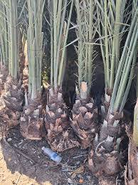 موجود كافه النخل بأسعار تنافسيه***********
