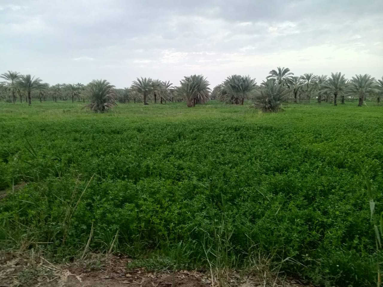 السلام عليكم عروض
يوجد شاطيات على ضفاف نهر دجله متوفر فيها خدمات دوانم
يوجد دوانم زراعي تجارية وسكنيه
من واحد دونم إلى ١٠٠٠ دونم الأسعار من ٥ مليون فما فوق
بساتين من دونم فما فوق سكنيه وسياحة
كافه الخدمات ماء وكهرباء وماء سقي
يوجد بستان نسيجي أرقى انواع التمور
ويوجد قطعه استثمار الاتصال على الرقم *********** والله ولي التوفيق
