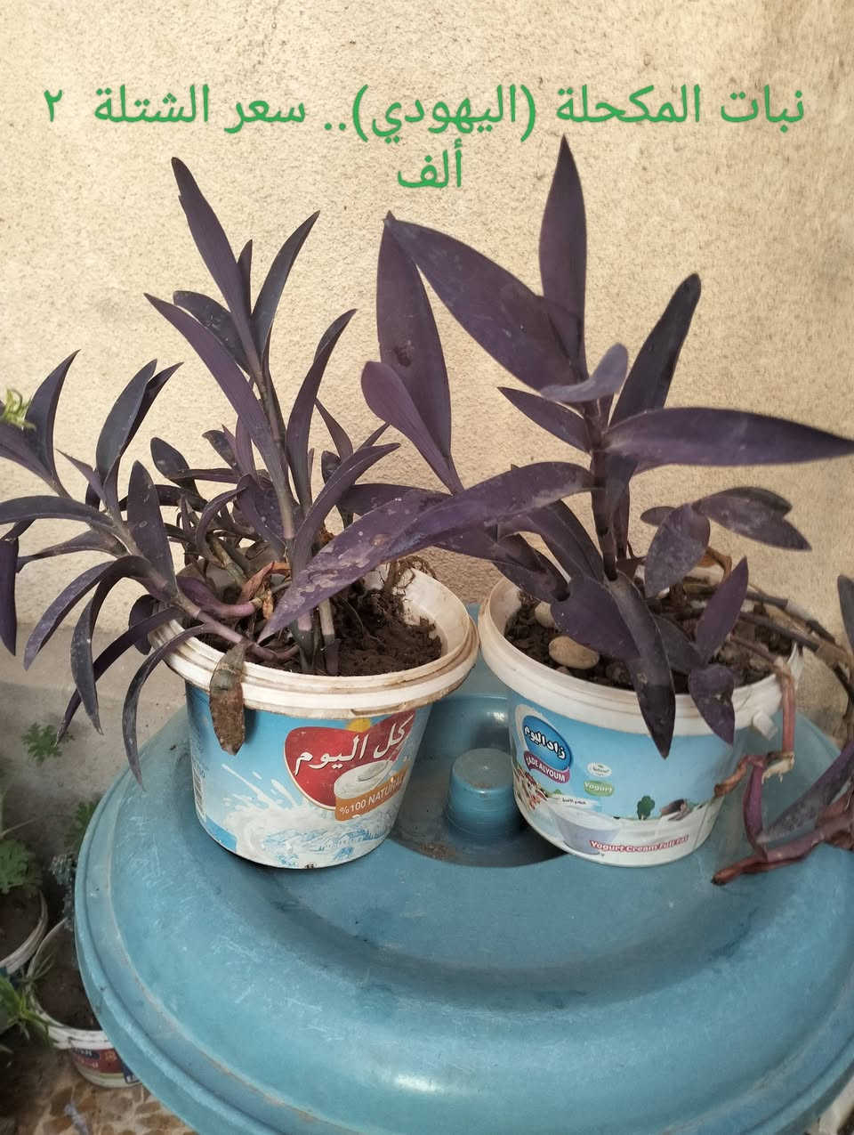 السلام عليكم.. 
١- شتلات حجم كبير نبات العنكبوت سعر الشتلة   ٣  ألف.. 
٢- نبات المكحلة (اليهودي)  حجم كبير   السعر      ٢  الف.. 
٣- نبات جلد النمر  ..  سعر الشتلة..                      ٣  الف..


**إذا كنت صاحب هذا الإعلان وتريد حذفه لأي سبب، رجاءا أرسل رسالة إلى الدعم الفني**