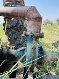 خنزيره هندي • ٦*٦ • شرط الفول