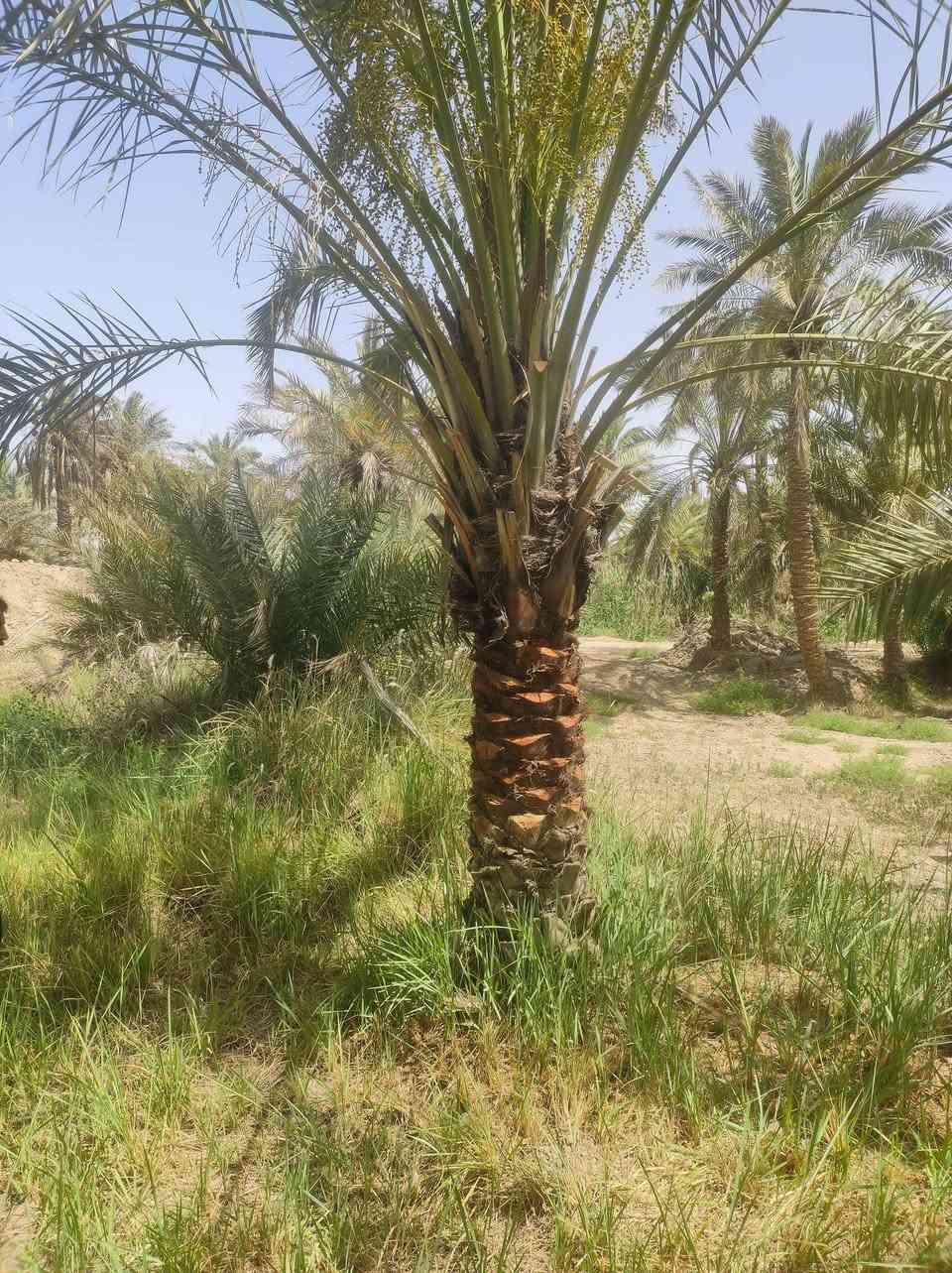 السلام عليكم بستان الوجه 14ونزال 150 على محكروص بي 50 نخله نشو حمال السعر 70 وبي مجال ***********
