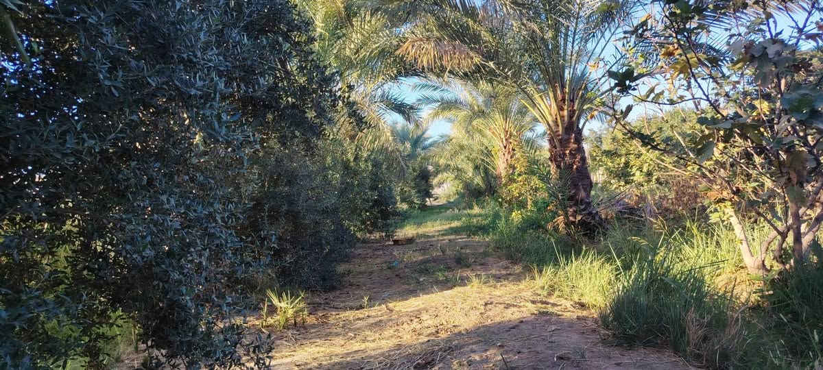 السلام عليكم 
للبيع مزرعه 4دوانم طابو سند 25 ابسم الوالد
مكانها الدبسه السده مال البوضايع 
مسيجه كلهه.
كامله مانقصه اي شي بير. غطاس +اساله ماي حلوو كهرباء ابنصها
3ابيوت بيها جاهزات فول مانقصات شي  +هيكل واصل للصب
الزاعه البيها نخل انواع عنب حلواني +نومي حامض +زيتون مشمش رمان زيتون تين  المزرعه مفوله
سعرها 750 مليون وبيها مجال. وماكو مشكله ابيع دونمين منها -حسب الاتفاق الي يحب يشتري يتصل. ويعرف تفاصيل اكثرر المايعرف سعرها لايعلق من كيفه. تعليق سلبي. لو تعلق تعليق حلو مثل اخلاقك لو تعبر المنشور جنك ماشفته 
***********
***********
