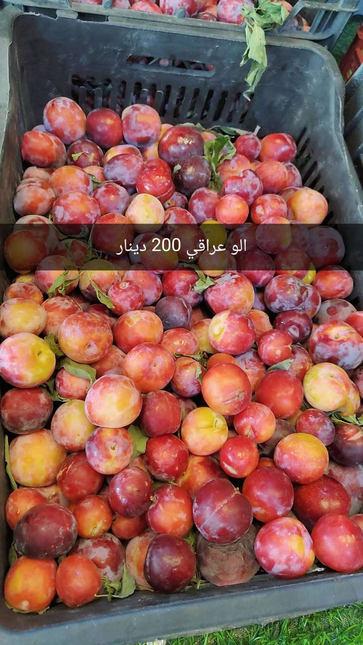 كميات خير من الله لحك الاسعار بالفديو مع علوة الفرات لاتحتار وفرنالكم فواكه ومخضر درجة اولى  وبأنسب الاسعار تاريخ 23/6/2026 جملة او كيلوات تجهيز مطاعم ايضا باسعار الجملة 
علوة الفرات مدخل الفرات حسينية المصطفى 
حياكم الله تشرفونا 
للاستفسار ***********
الدوام من 6 صباحا الى 10 ليلا

اسعار اليوم قسم  الخضار ؟

خيار  مائي 500 دينار
خيار طعروزي.     3 كيلوات 2000 دينار
بيتنجان اسود عراقي     500 دينار 
بصل 3 كيلوات      2000 دينار
بتيتة 3 كيلوات.     2000 دينار
طماطة 5 كيلوات.   2000 دينار 
لهانة   750 
قرنابيط      1000 دينار 
فلفل حار 1000 دينار 
شجر ناعم 1000 دينار 
بانية بترة 2500 
لوبية 2000 
فاصولية خضرة 2500
فطر 1500
ثوم 3000 دينار 
جزر 1000 دينار

اسعار قسم الفواكه 
تفاح 1000
عرموط 1000
الو احمر عراقي 2000 دينار 
برتقال مصري 1500
خوخ 1500
عنب 1500
موز 1500 
مشمش 2500
كرز 3500
فرولة 2000 دينار 

ليمون 2500 
بطيخ درجى اولى عراقي دبل 750 حكه 2500 
ركي 600 عل سجين وعل ذوق

قسم المخللات 
خل درجى اولى 1000 دينار
بطل ليمون 1500
طرشي بيتي نص كيلو 2000 دينار
طرشي بيتي خيار ربع كيلو 1000 دينار
طرشي معمل علب اصفر او اسود او وشونذر 1500

اخوان مخضر وفواكه جاي نوفرها درجى اولى شوفت عينك
اول بأول

