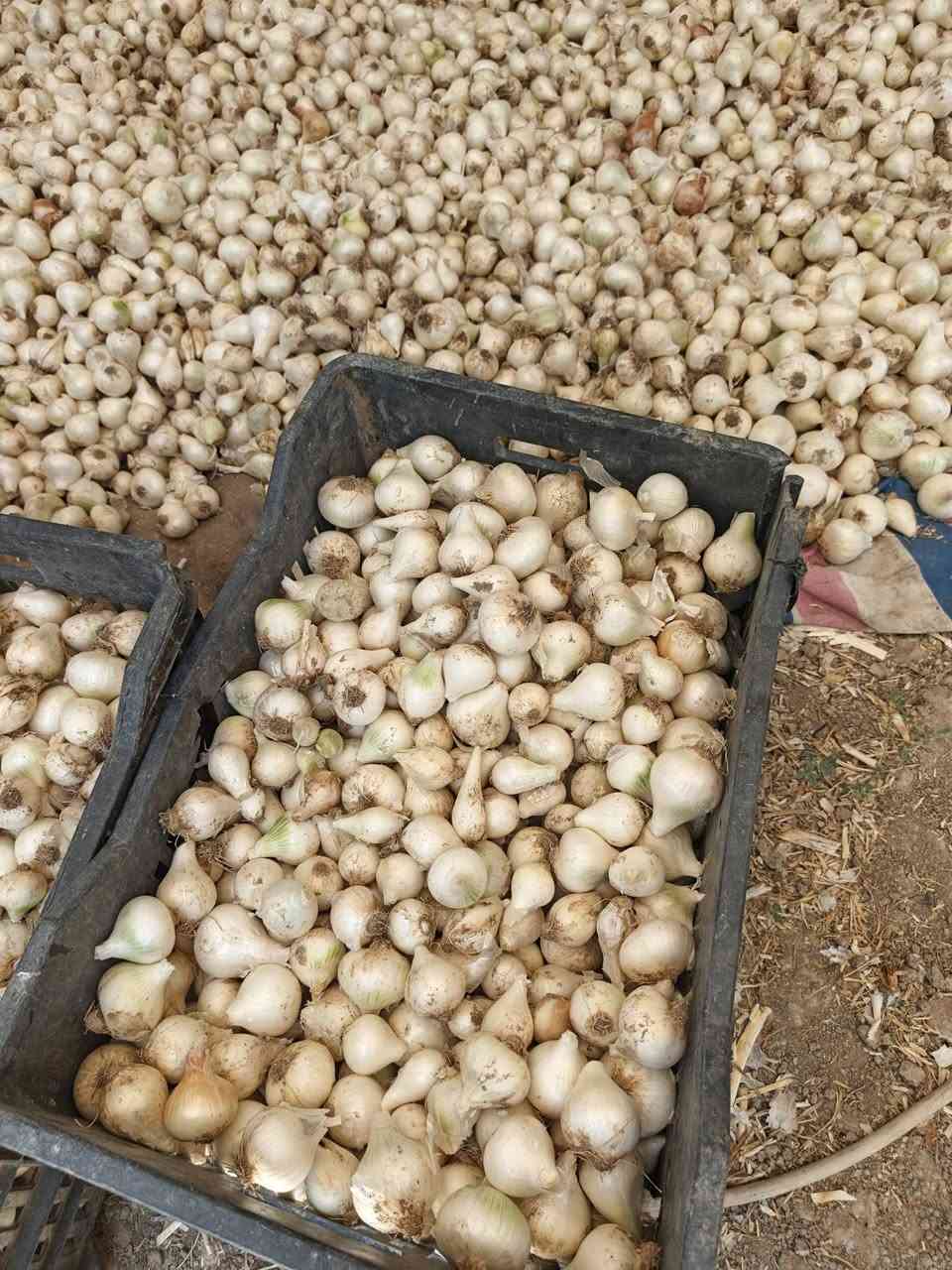 يوجد (بصل حار معرب)فسقه و خشن درجه اولى شرط 
مكان كربلاء طويريج الخيرات
***********
