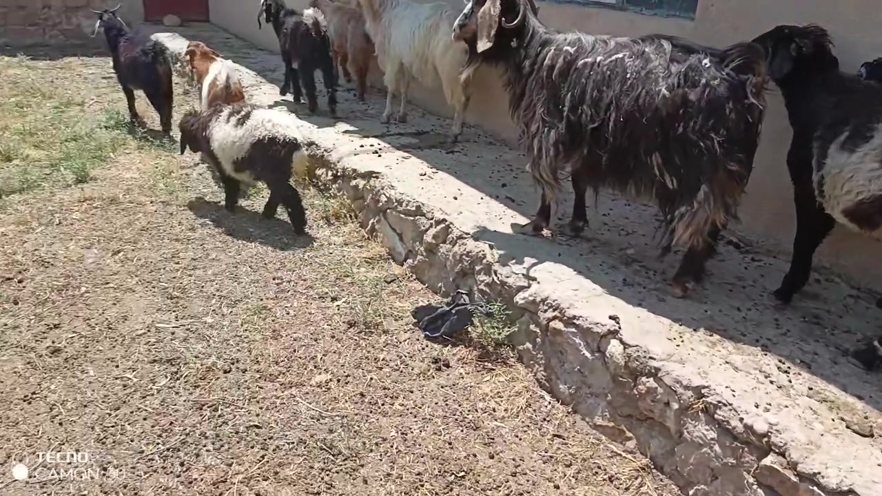 هذولة للبيع اكو بيهم من ١٠ الى ١٥ كيلو مكان شارع مطار الي يريد يخابر ع اهي رقم *********** ابيعهم زوج و فرد يعني اشكد ماتريد
