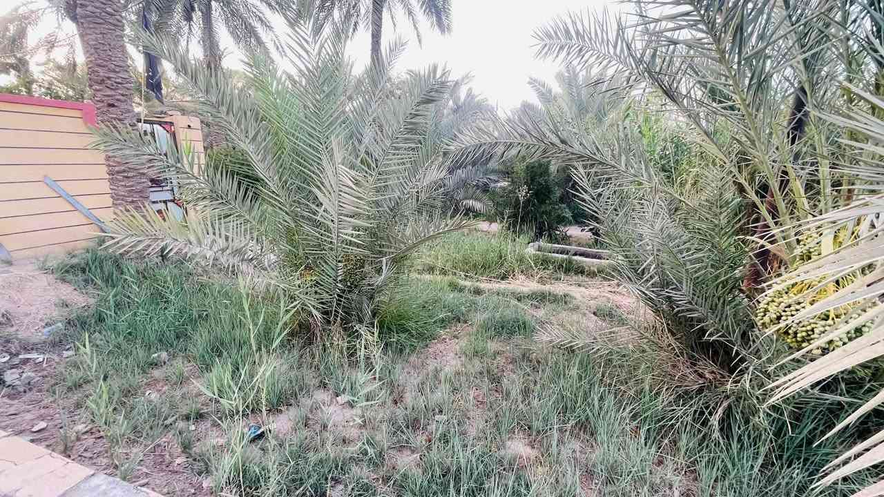 بيت زراعي للبيع مساحه 700 يحتوي ع ٣ غرف معه صالتين + دوانيه 11 متر ومطبخ كبير وصحيات خارجيه وداخلية معه نخل برحي وشويثي+ حديثه كبيره معه  كراج لسيارات وعدك مساحه فارغة تكدر اسويه بستان طريق سوق فضليه قرب شريف الرضي 
قريب ع شارع العام كلش موقع مميز سعر مناسب 70 وبي مجال ***********
