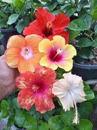 متوفر الان .... مشتل عبدالله شجيرة معمرة كثيرة التفرع من القاعدة يصل ط...