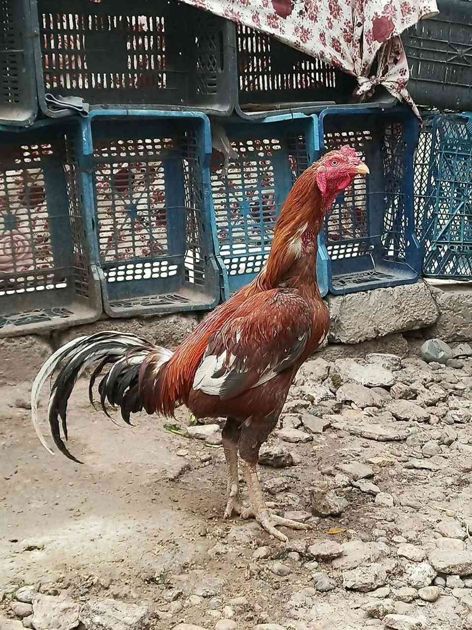 سلام عليكم للبيع بيض هندي بوتاني سعر التوصيل  ***********
