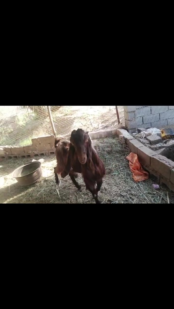 فحل افغاني على كل عيب سعره 500. 
***********
