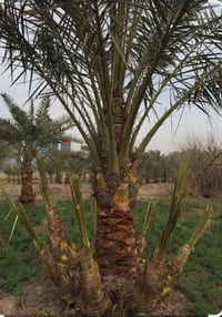 فسائل شويثي اصفر • حجم كبير • قضاء النصر