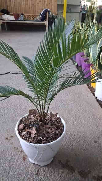 على بركة الله تعالى وصوك جميع النباتات الداخليه و الخارجية من أحسن المناشئ العالميه تركي إيراني هولندي
بأسعار مناسبة
يوجد خدمه توصيل طلبات ***********
مشتل حيدر الزراعي عالم النباتات و زهور
