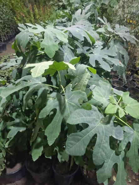 زبائننا الكرام توفرت مجموعه من اشجار التين المنوعه ❤️
تين ايطالي متر تقريبا 
كاتوتا الأمريكي متر تقريبا 
تين بيتنجاني متر تقريبا
تين جاسم متر تقريبا 
تين اسباني أصفر جامبو
تين اسباني اسود جامبو
تين براون تركي أصفر 
تين فرنسي اسود ناعم 

تتوفر خدمة توصيل لجميع محافظات العراق🚘
واتساب الحجز ***********
