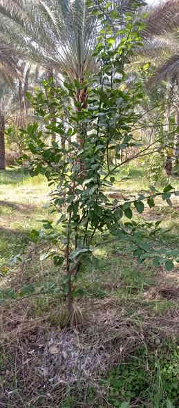 السلام عليكم عندي دايه نومي حامض مركب الاصلي العدد 50عود مكاني كربلاء الحسينيه ***********
