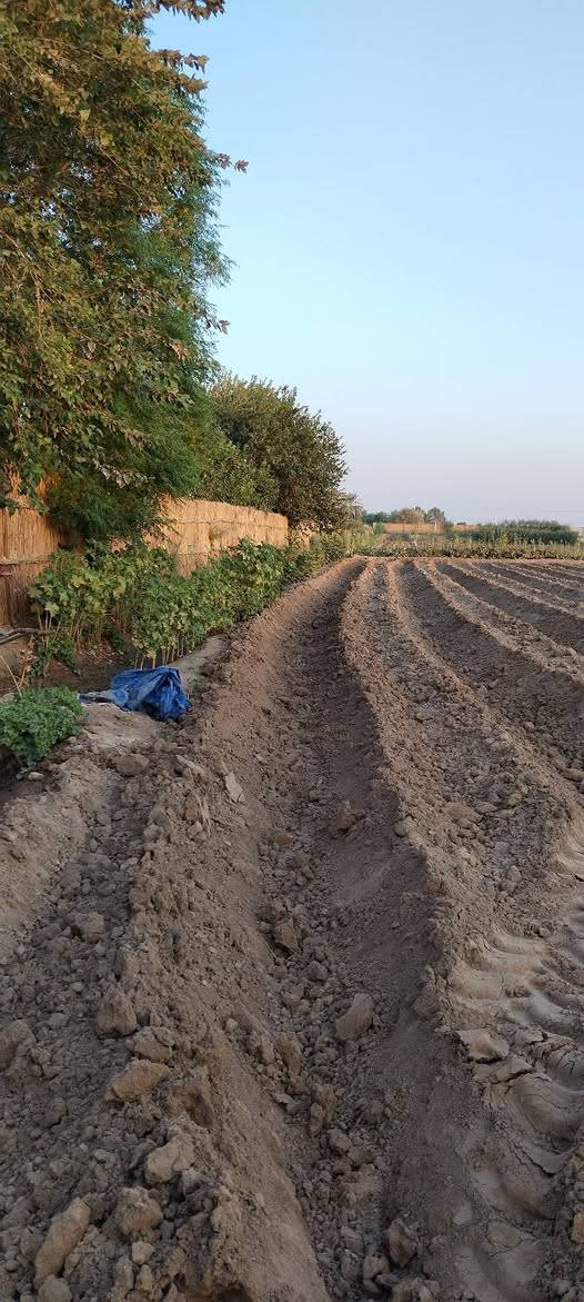 تحيه طيبه للبيع شاطيه 4دوانم طابو سند 25 زراعي تحويل مباشر وجه 45متر نزال 215متر مسيجة بي ار سي   متوفر جميع الخدمات توجد أشجار نخيل انواع واشجار حمضيات واشجار تين الارض تصلح اي استثمار العنوان واسط العزيزية منطقة الدير الاوسط للاستفسار اكثر اتصل واتساب موجود على الرقم هذه ***********
