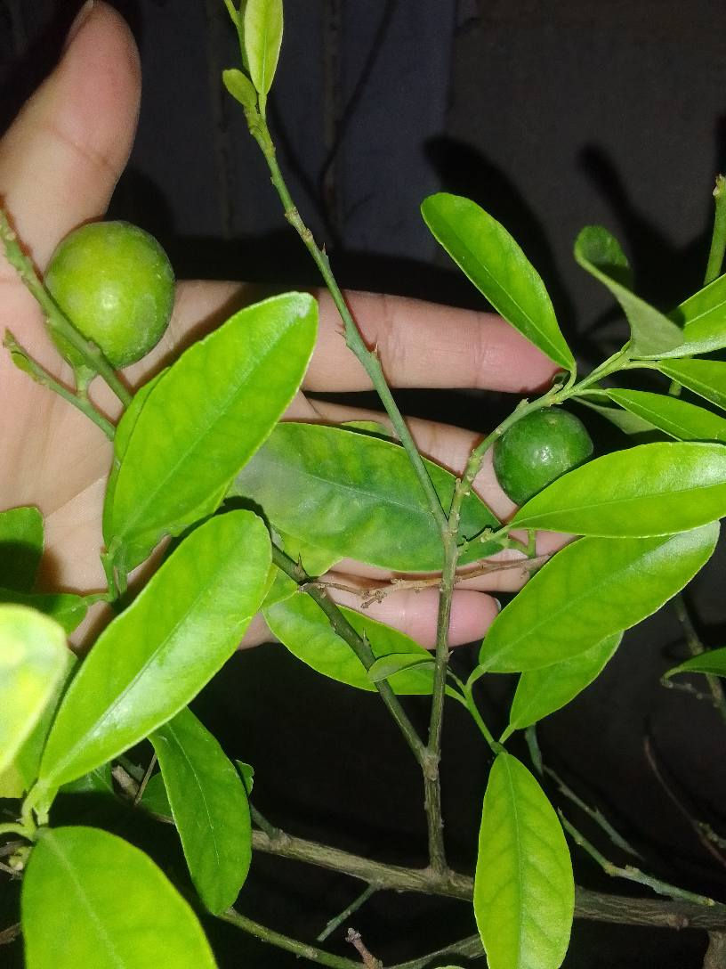 متوفر اشجار حمضيات محمل ثمار 🥰🥰 برتقال ليمون تكي رارنج توصيل داخل مركز ديوانيه 🌱🌱 ديوانية, القادسية


**إذا كنت صاحب هذا الإعلان وتريد حذفه لأي سبب، رجاءا أرسل رسالة إلى الدعم الفني**