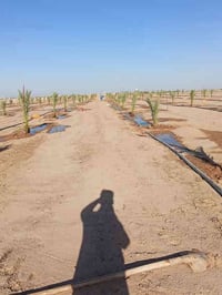 زراعة نخيل • منظومات ري • أراضي للبيع