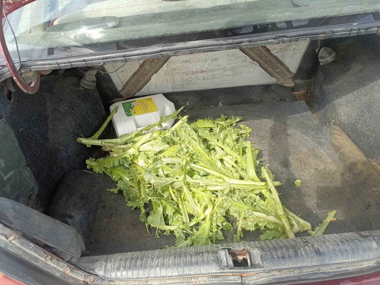 دايو موديل 95 سياره بلاديه كامله مكمله كلها شغاله مكينه جير صدر تايرات كفاله عامهه بدون صبغ وبدون ضربه سعر السياره 18 ورقه مكان السياره ديالى الخالص الشراي يتصل بشرط التحويل الشراء يتصل ***********
