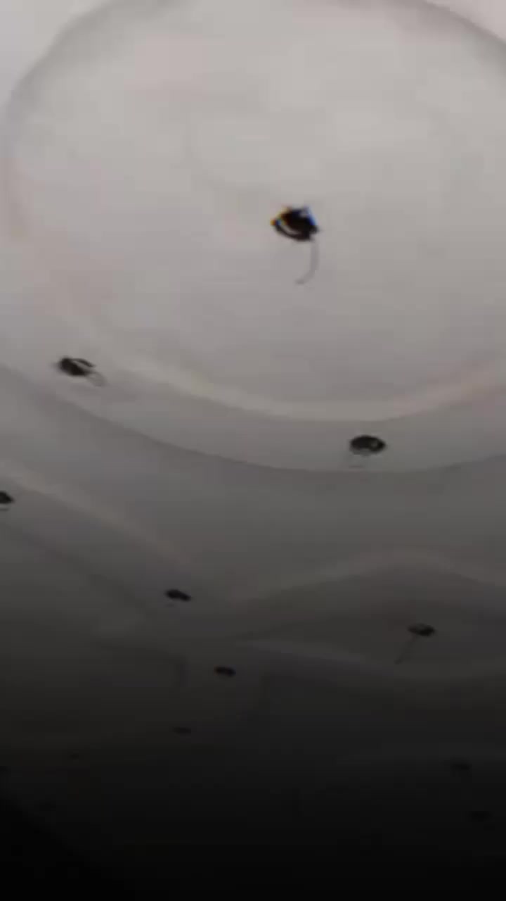 متفرغ حالين ***********
