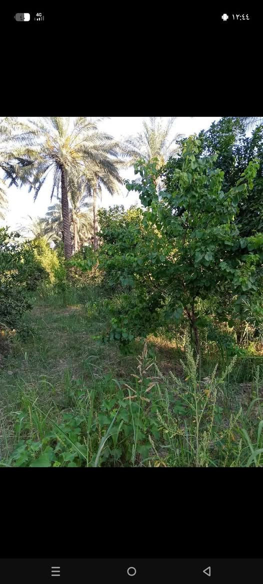 خوان نص دونم للبيع في منطقت الرشدية سند خمسه وعشرين الوجهة عشرين ونزال ستين يحتوي على حمضيات ونخل ماء كهرباء وسعر مناسب ستفسار على رقم ***********
