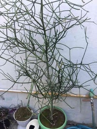 من رخصت الادمن زرع كلش حلو وراقي  كل نبته وسعرها  للأستفسار اتصل على ر...