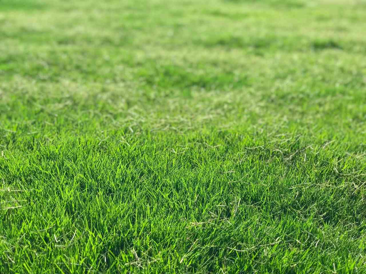 ثيل هندي درجه اولى للبيع                    ديالى بهرز
***********
